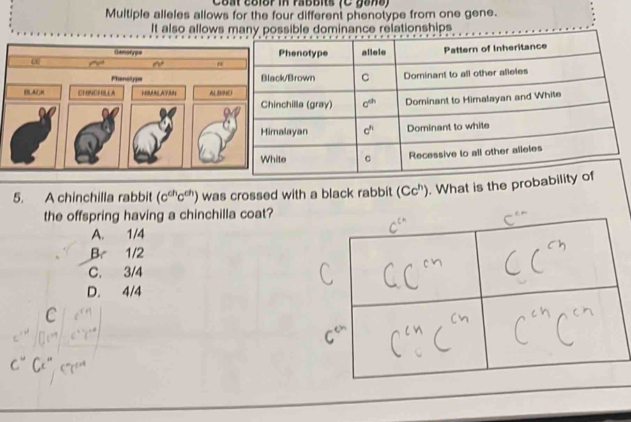 Coat cblor in rabbits (C yons)
Multiple alleles allows for the four different phenotype from one gene.
It also allows many possible dominance relationships
5. A chinchilla rabbit (c^(ch)c^(ch)) was crossed with a black rabbit (Cc^h). What is the probabili
the offspring having a chinchilla coat?
A. 1/4
B. 1/2
C. 3/4
D. 4/4
C