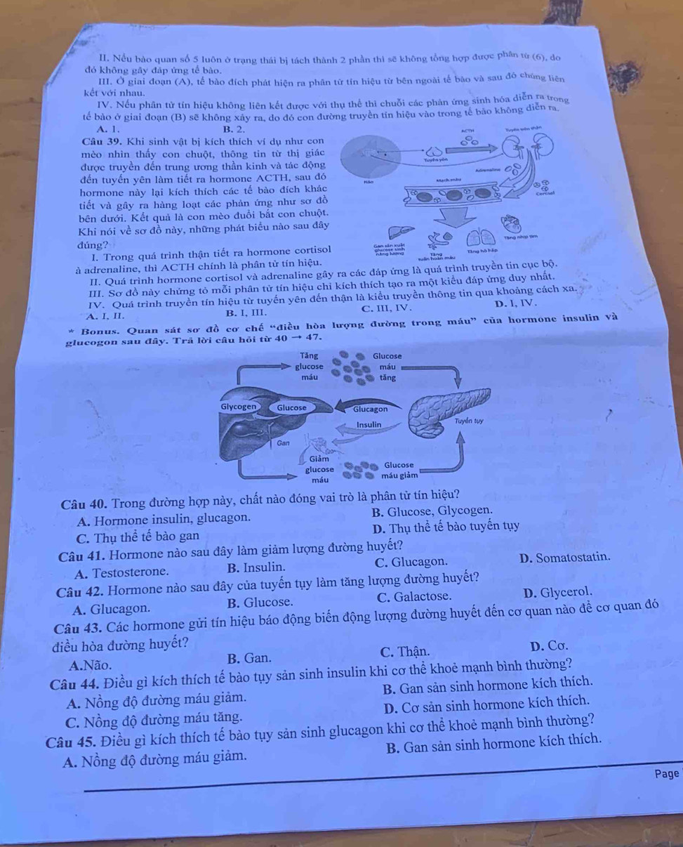 Nếu bào quan số 5 luôn ở trạng thái bị tách thành 2 phần thì sẽ không tổng hợp được phân từ (6), do
đỏ không gây đáp ứng tế bào.
III. Ở giai đoạn (A), tế bào đích phát hiện ra phân từ tín hiệu từ bên ngoài tế bào và sau đó chúng liên
kết với nhau.
IV. Nếu phân tử tín hiệu không liên kết được với thụ thể thì chuỗi các phản ứng sinh hóa diễn ra trong
tế bào ở giai đoạn (B) sẽ không xây ra, do đó con đường truyền tín hiệu vào trong tế bào không diễn ra
A. 1. B. 2.
Câu 39. Khi sinh vật bị kích thích ví dụ như con
mèo nhìn thấy con chuột, thông tin từ thị giác
được truyền đến trung ương thần kinh và tác động
đến tuyến yên làm tiết ra hormone ACTH, sau đó
hormone này lại kích thích các tế bào đích khá
tiết và gây ra hàng loạt các phản ứng như sơ đ
bên dưới. Kết quả là con mèo đuổi bắt con chuộ
Khi nói về sơ đồ này, những phát biểu nào sau đâ
dúng? 
I. Trong quá trình thận tiết ra hormone cortis
à adrenaline, thì ACTH chính là phân tử tín hiệu.
II. Quá trình hormone cortisol và adrenaline gây ra các đáp ứng là quá trình truyền tin cục b
III. Sơ đồ này chứng tỏ mỗi phân tử tín hiệu chỉ kích thích tạo ra một kiều đáp ứng duy nhất.
IV. Quá trình truyền tín hiệu từ tuyến yên đến thận là kiểu truyền thông tin qua khoảng cách xa. 3
A. I, II. B. I, III. C. III, IV. D. l, lV.
Bonus. Quan sát sơ đồ cơ chế “điều hòa lượng đường trong máu” của hormone insulin và
glucogon sau đây. Trã lời câu hỏi từ 40 → 47.
Câu 40. Trong đường hợp này, chất nào đóng vai trò là phân tử tín hiệu?
A. Hormone insulin, glucagon. B. Glucose, Glycogen.
C. Thụ thể tế bào gan D. Thụ thể tế bào tuyến tụy
Câu 41. Hormone nào sau đây làm giảm lượng đường huyết?
A. Testosterone. B. Insulin. C. Glucagon. D. Somatostatin.
Câu 42. Hormone nào sau đây của tuyến tụy làm tăng lượng đường huyết?
A. Glucagon. B. Glucose. C. Galactose. D. Glycerol.
Câu 43. Các hormone gửi tín hiệu báo động biến động lượng đường huyết đến cơ quan nào để cơ quan đó
điều hòa đường huyết? D. Cσ.
A.Não. B. Gan. C. Thận.
Câu 44. Điều gì kích thích tế bào tụy sản sinh insulin khi cơ thể khoẻ mạnh bình thường?
A. Nồng độ đường máu giảm. B. Gan sản sinh hormone kích thích.
C. Nồng độ đường máu tăng. D. Cơ sản sinh hormone kích thích.
Câu 45. Điều gì kích thích tế bảo tụy sản sinh glucagon khi cơ thể khoẻ mạnh bình thường?
A. Nồng độ đường máu giảm. B. Gan sản sinh hormone kích thích.
Page