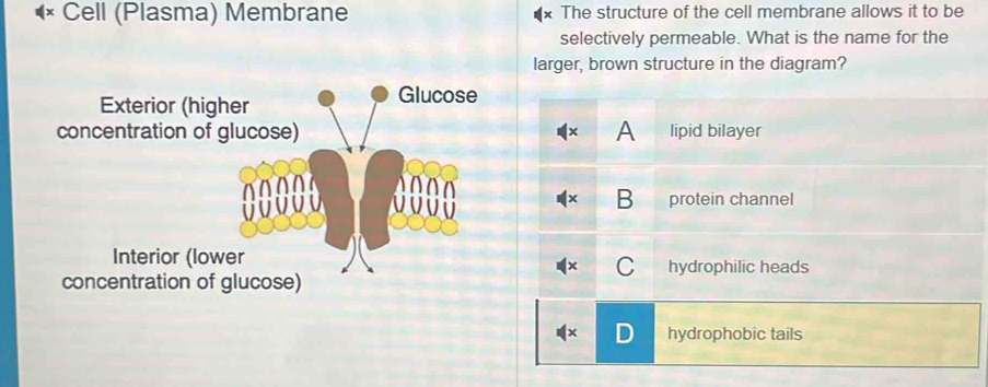 Cell (Plasma) Membrane The structure of the cell membrane allows it to be
selectively permeable. What is the name for the
larger, brown structure in the diagram?
Exterior (
concentration A lipid bilayer
B protein channel
Interior (hydrophilic heads
C
concentration
hydrophobic tails