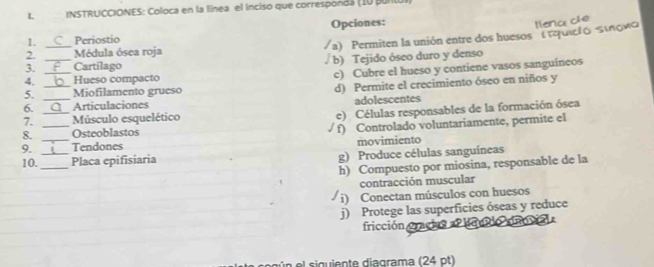 INSTRUCCIONES: Coloca en la línea el inciso que correspondá (10 puntUI)
1. _Periostio Opciones:
llanα ce
a) Permiten la unión entre dos huesos '' ( reucl o οιιοκα
2. Médula ósea roja
_
3. _Cartílago b) Tejido óseo duro y denso
4. _Hueso compacto
c) Cubre el hueso y contiene vasos sanguíneos
5. _Miofilamento grueso
d) Permite el crecimiento óseo en niños y
6. _Articulaciones
adolescentes
7. _Músculo esquelético
e) Células responsables de la formación ósea
8. Osteoblastos
f) Controlado voluntariamente, permite el
9. _Tendones movimiento
10.__ Placa epifisiaria g) Produce células sanguíneas
h) Compuesto por miosina, responsable de la
contracción muscular
i) Conectan músculos con huesos
j) Protege las superficies óseas y reduce
fricción gracia 
e n siguiente diagrama (24 pt)