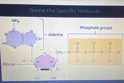 Name the Specific Molecule
R beginvmatrix alpha _1-alpha _2-alpha _1-alpha _2-alpha _3 alpha _3 0&alpha _1 0-frac beta 0- 1/0 -0- beta /alpha  -alpha _ beta /alpha  -alpha _ beta /alpha  -alpha 