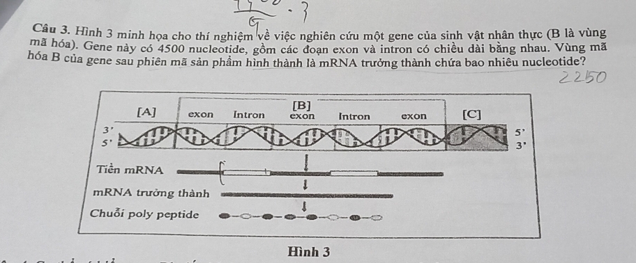 Hình 3 minh họa cho thí nghiệm về việc nghiên cứu một gene của sinh vật nhân thực (B là vùng
mã hóa). Gene này có 4500 nucleotide, gồm các đoạn exon và intron có chiều dài bằng nhau. Vùng mã
hóa B của gene sau phiên mã sản phầm hình thành là mRNA trưởng thành chứa bao nhiêu nucleotide?
[B]
[A] exon Intron exon Intron exon [C]
3 '
5 '
S'
3 '

Tiền mRNA
mRNA trưởng thành
Chuði poly peptide
Hình 3