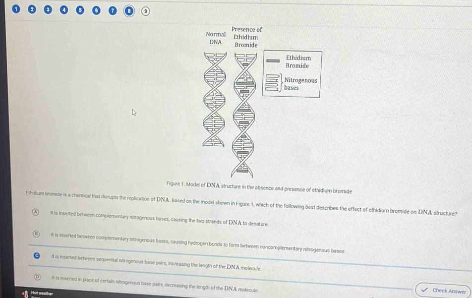 Solved: Presence of Normal Ethidium DNA Bromide Ethidium Bromide ...
