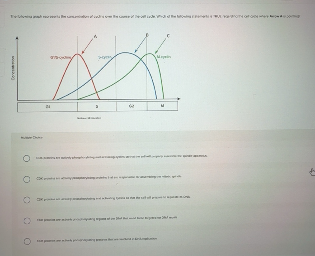 Solved: The following graph represents the concentration of cyclins ...