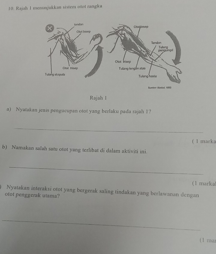 Rajah 1 menunjukkan sistem otot rangka 
Rajah l 
a) Nyatakan jenis pengucupan otot yang berlaku pada rajah 1? 
_ 
( l marka 
b) Namakan salah satu otot yang terlibat di dalam aktiviti ini. 
_ 
(1 markal 
Nyatakan interaksi otot yang bergerak saling tindakan yang berlawanan dengan 
otot penggerak utama? 
_ 
_ 
_ 
(1 ma