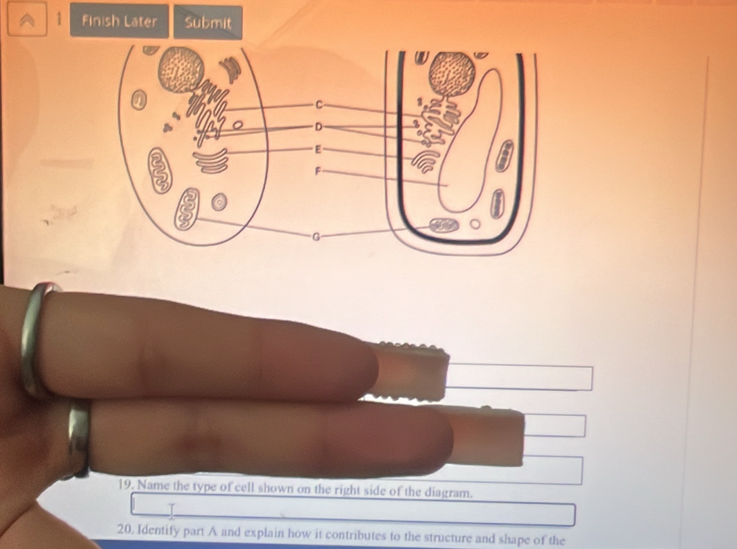 Finish Later Submit 
19. Name the type of cell shown on the right side of the diagram. 
20. Identify part A and explain how it contributes to the structure and shape of the