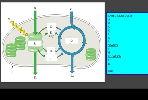 EL: MOLECULES 
GES 
ATION 
j