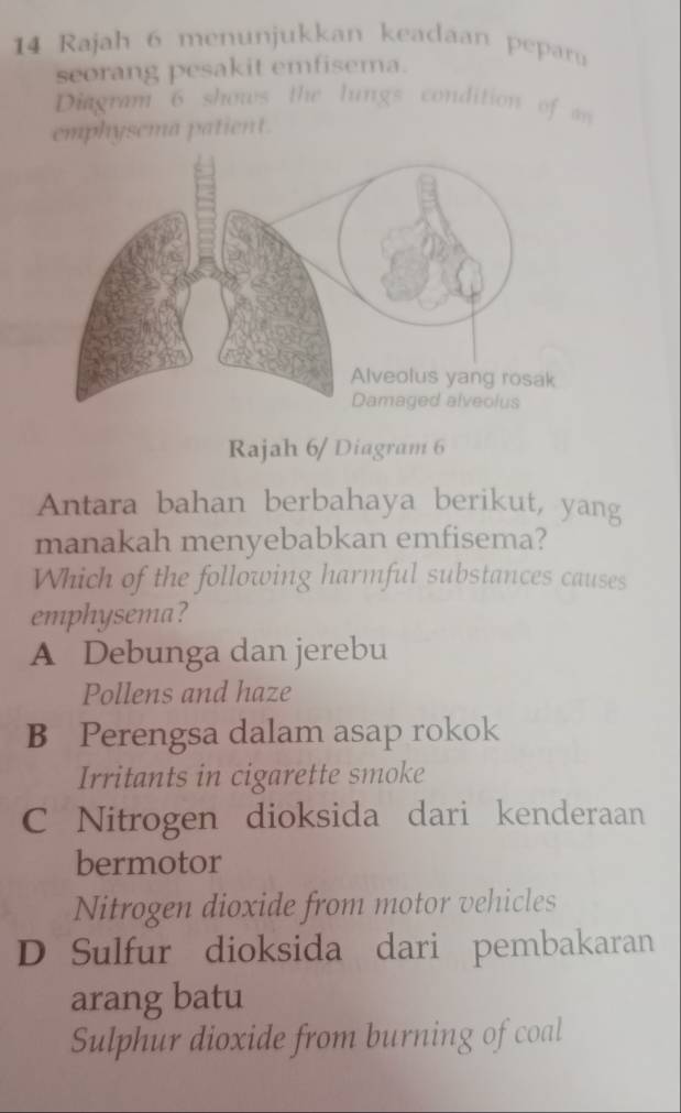 Rajah 6 menunjukkan keadaan peparu
seorang pesakit emfisema.
Diagram 6 shows the lungs condition of an
emphysema patient.
Rajah 6/ Diagram 6
Antara bahan berbahaya berikut, yang
manakah menyebabkan emfisema?
Which of the following harmful substances causes
emphysema?
A Debunga dan jerebu
Pollens and haze
B Perengsa dalam asap rokok
Irritants in cigarette smoke
C Nitrogen dioksida dari kenderaan
bermotor
Nitrogen dioxide from motor vehicles
D Sulfur dioksida dari pembakaran
arang batu
Sulphur dioxide from burning of coal