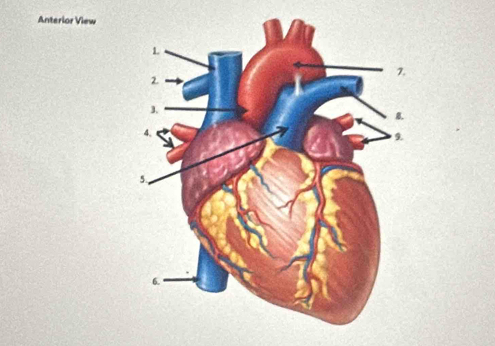 Anterior View