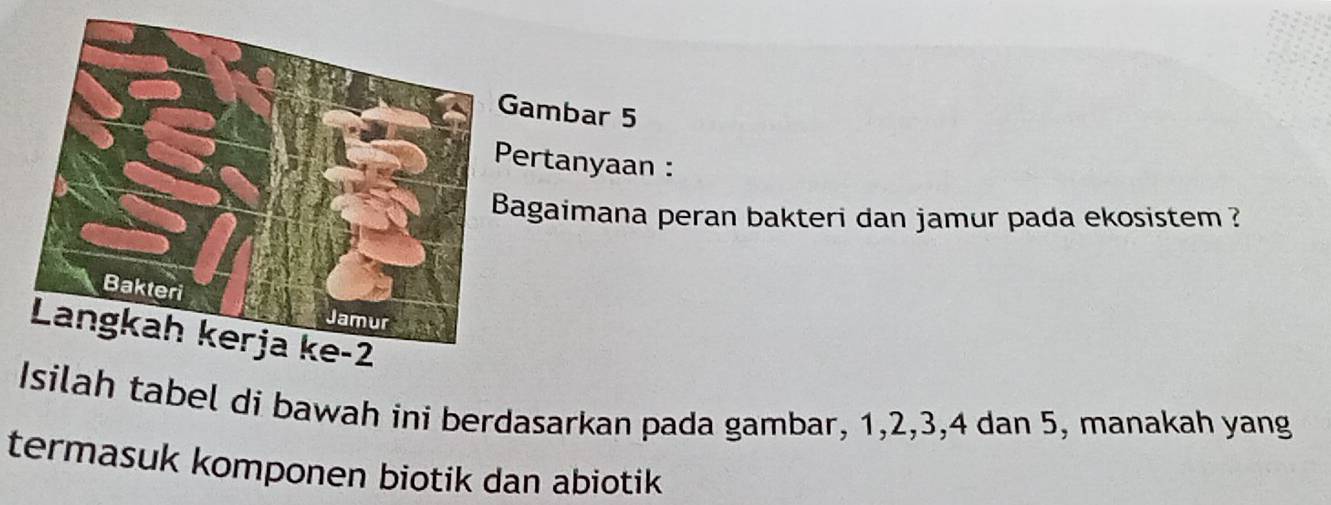 ambar 5 
Pertanyaan : 
agaimana peran bakteri dan jamur pada ekosistem ? 
Isilah tabel di bawah ini berdasarkan pada gambar, 1, 2, 3, 4 dan 5, manakah yang 
termasuk komponen biotik dan abiotik