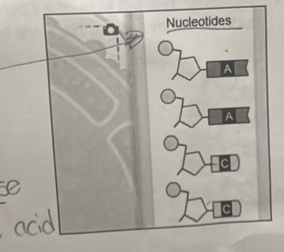 Nucleotides 
A 
A 
C