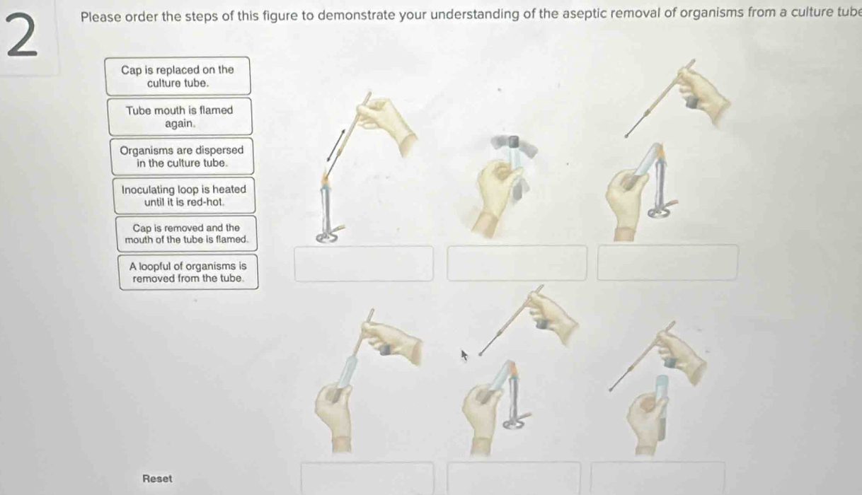 Please order the steps of this figure to demonstrate your understanding of the aseptic removal of organisms from a culture tube 
Cap is replaced on the 
culture tube. 
Tube mouth is flamed 
again. 
Organisms are dispersed 
in the culture tube. 
Inoculating loop is heated 
until it is red-hot. 
Cap is removed and the 
mouth of the tube is flamed. 
A loopful of organisms is 
removed from the tube. 
Reset