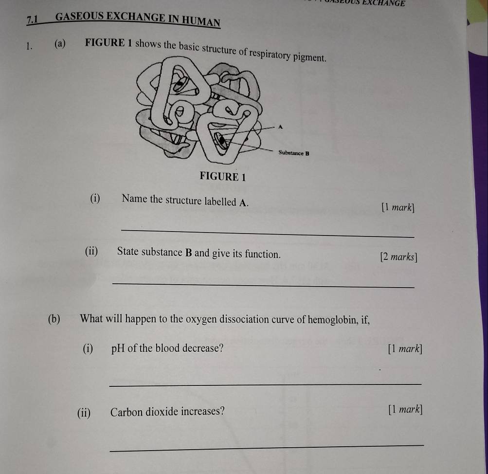 US EXCHANGE 
7.1 GASEOUS EXCHANGE IN HUMAN 
1. (a) FIGURE 1 shows the basic structur. 
(i) Name the structure labelled A. [1 mark] 
_ 
(ii) State substance B and give its function. [2 marks] 
_ 
(b) What will happen to the oxygen dissociation curve of hemoglobin, if, 
(i) pH of the blood decrease? [1 mark] 
_ 
(ii) Carbon dioxide increases? [1 mark] 
_