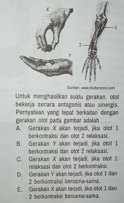 Untuk menghasilkan suatu gerakan, otot
bekerja secara antagonis atau sinergis.
Pernyataan yang tepat berkaitan dengan
gerakan otot pada gambar adalah . . .
A. Gerakan X akan terjadi, jika otot 1
berkontraksi dan otot 2 relaksasi.
B. Gerakan Y akan terjadi, jika otot 1
berkontraksi dan otot 2 relaksasi.
C. Gerakan X akan terjadi, jika otot 1
relaksasi dan otot 2 berkontraksi.
D. Gerakan Y akan terjadi, jika otot 1 dan
2 berkontraksi bersama-sama.
E. Gerakan X akan terjadi, jika otot 1 dan
2 berkontraksi bersama-sama.