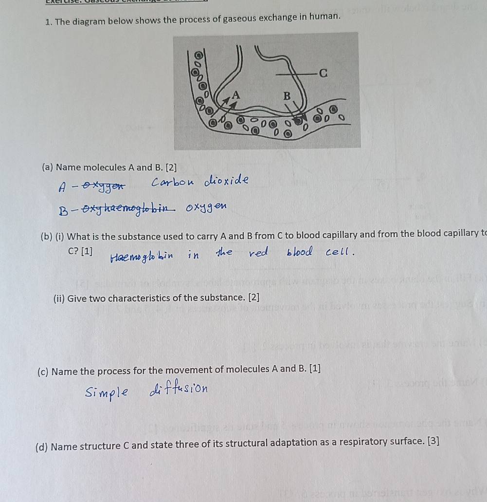 The diagram below shows the process of gaseous exchange in human. 
(a) Name molecules A and B. [2] 
(b) (i) What is the substance used to carry A and B from C to blood capillary and from the blood capillary to
C? [1] 
(ii) Give two characteristics of the substance. [2] 
(c) Name the process for the movement of molecules A and B. [1] 
(d) Name structure C and state three of its structural adaptation as a respiratory surface. [3]