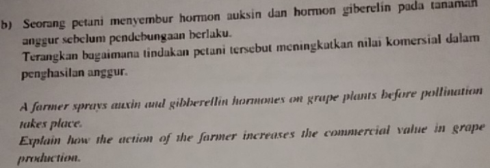 Seorang petani menyembur hormon auksin dan hormon giberelín pada tanaman 
anggur sebelum pendebungaan berlaku. 
Terangkan bagaimana tindakan petani tersebut meningkatkan nilai komersial dalam 
penghasilan anggur. 
A farmer sprays auxin and gibberellin hormones on grape plants before pollination 
takes place. 
Explain how the action of the farmer increases the commercial value in grape 
production.