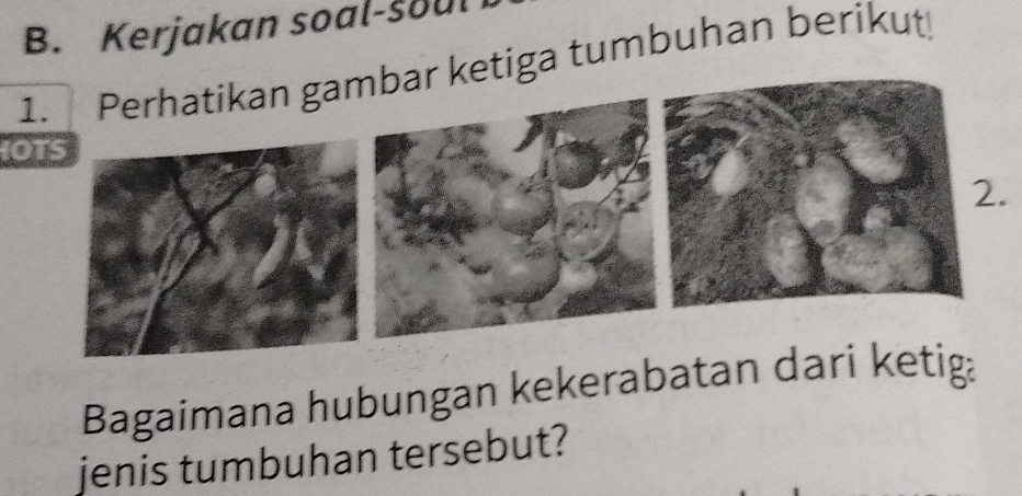 Kerjakan soal-soul 
r ketiga tumbuhan berikut 
IOTS 
. 
Bagaimana hubungan kekerabatan d 
jenis tumbuhan tersebut?