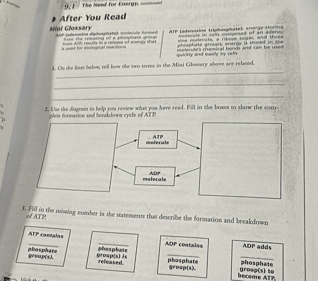 Energy 
9. 1 The Need for Energy, continued 
After You Read 
Mini Glossary 
ADP (adenosine diphosphate): molecule formed ATP (adenosine triphosphate): energy-storing 
from the releasing of a phosphate group . molecule in cells composed of an adeno 
from ATP; results in a release of energy that sine molecule, a ribose sugar, and three 
is used for biological reactions phosphate groups; energy is stored in the 
molecule's chemical bonds and can be used 
quickly and easily by cells 
_ 
1. On the lines below, tell how the two terms in the Mini Glossary above are related. 
_ 
_ 
2. Use the diagram to help you review what you have read. Fill in the boxes to show the com- 
e 
plete formation and breakdown cycle of ATP. 
3. Fill in the missing number in the statements that describe the formation and breakdown 
of ATP. 
_ATP contains _ADP contains ADP adds 
phosphate 
phosphate group(s) is _phosphate _phosphate 
group(s). released. group(s) to 
group(s). 
become ATP.