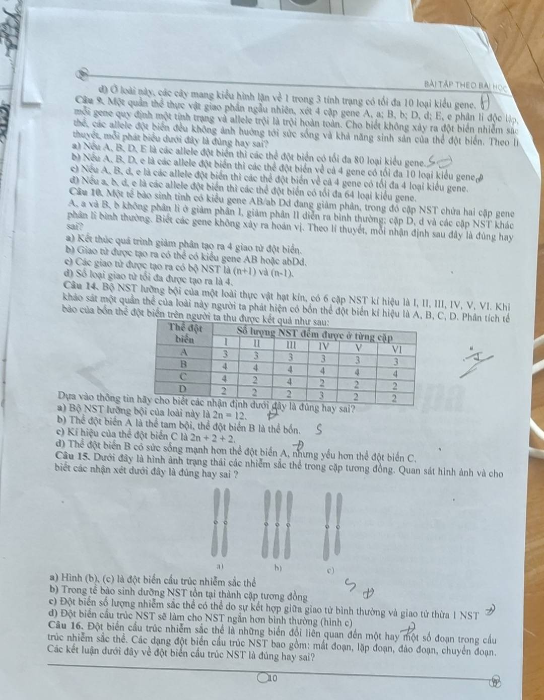 Bài Tập theo bài học
đ) Ở loài này, các cây mang kiểu hình lặn về 1 trong 3 tính trạng có tối đa 10 loại kiểu gene.
Câu 9. Một quần thể thực vật giao phần ngẫu nhiên, xét 4 cặp gene A, a; B, b; D, d; E, e phận li độc lập,
mội gene quy định một tính trang và allele trội là trội hoàn toàn. Cho biết không xây ra đột biển nhiễm sác
thể, các allele đột biển đều không ảnh huởng tới sức sống và khả năng sinh sản của thể đột biển. Theo li
thuyết, mỗi phát biểu dưới đây là đúng hay sai?
a) Nếu A. B. D. E là các allele đột biển thi các thể đột biển có tối đa 80 loại kiểu gene.
b) Nếu A. B. D. e là các allele đột biển thì các thể đột biển về cả 4 gene có tối đa 10 loại kiểu gene
c) Nếu A. B. d, e là các allele đột biển thì các thể đột biển về cả 4 gene có tốị đa 4 loại kiểu gene.
d) Nếu a, b. d. e là các allele đột biển thi các thể đột biển có tối đa 64 loại kiểu gene.
Câu 10. Một tế bào sinh tình có kiểu gene AB/ab Dd đang giảm phân, trong đỏ cặp NST chứa hai cặp gene
A. a và B, b không phân lì ở giảm phần I, giảm phân II diễn ra bình thường; cặp D, d và các cặp NST khác
sai?
phân lí bình thường. Biết các gene không xây ra hoán vị. Theo lí thuyết, mỗi nhận định sau dây là đúng hay
a) Kết thúc quá trình giảm phân tạo ra 4 giao tử đột biển.
b) Giao tử được tạo ra có thể có kiểu gene AB hoặc abDd.
c) Các giao tử được tạo ra có bộ NST là (n+1) và (n-1).
d) Số loại giao tử tối đa được tạo ra là 4.
Câu 14. Bộ NST lưỡng bội của một loài thực vật hạt kín, có 6 cặp NST kí hiệu là I, II, III, IV, V, VI. Khi
khảo sát một quần thể của loài này người ta phát hiện có bốn thể đột biến kí hiệu là A, B, C, D. Phân tích tế
bào của bốn thể đột biến trên ngư
Dựa vào thông tin
a) Bộ NST lưỡng bội của loài này là 2n=12.
b) Thể đột biển A là thể tam bội, thể đột biển B là thể bốn.
c) Kí hiệu của thể đột biển C là 2n+2+2.
d) Thể đột biển B có sức sống mạnh hơn thể đột biển A, nhưng yếu hơn thể đột biến C.
Câu 15. Dưới đây là hình ảnh trạng thái các nhiễm sắc thể trong cặp tương đồng. Quan sát hình ảnh và cho
biết các nhận xét dưới đây là đúng hay sai ?
a) b) c)
a) Hình (b), (c) là đột biển cầu trúc nhiễm sắc thể
b) Trong tễ bào sinh dưỡng NST tồn tại thành cặp tương đồng
c) Đột biển số lượng nhiễm sắc thể có thể do sự kết hợp giữa giao tử bình thường và giao tử thừa 1 NST
d) Đột biển cầu trúc NST sẽ làm cho NST ngắn hơn bình thường (hình c)
Câu 16. Đột biển cầu trúc nhiễm sắc thể là những biển đổi liên quan đến một hay một số đoạn trong cầu
trúc nhiễm sắc thể. Các dạng đột biển cầu trúc NST bao gồm: mất đoạn, lặp đoạn, đảo đoạn, chuyển đoạn.
Các kết luận dưới đây về đột biến cầu trúc NST là đúng hay sai?
1o
a
