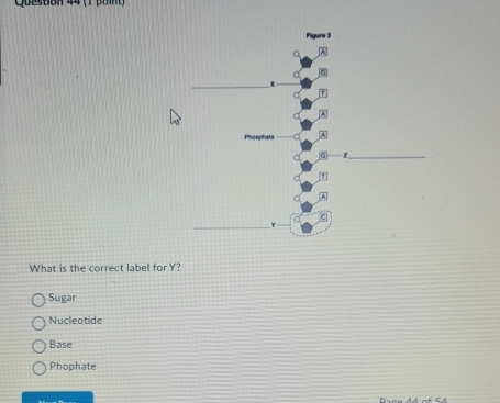 Queston 44 (1 pom
What is the correct label forY?
Sugar
Nucleotide
Base
Phophate