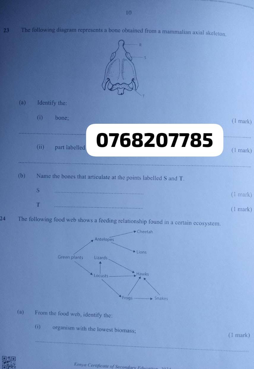 10 
23 The following diagram represents a bone obtained from a mammalian axial skeleton. 
(a) Identify the: 
(i) bone; 
(1 mark) 
(ii) part labelled 0768207785 
(1 mark) 
(b) Name the bones that articulate at the points labelled S and T. 
S 
_ 
(1 mark) 
T 
_ 
(1 mark) 
24 The following food web shows a feeding relationship found in a certain ecosystem. 
(a) From the food web, identify the: 
(i) organism with the lowest biomass; 
_ 
(1 mark) 
Kenya Certificate of Secondary Educi