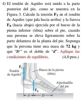 El tendón de Aquiles está unido a la parte
posterior del pie, como se muestra en la
Figura 3. Calcule la tensión F_T en el tendón
de Aquiles (que jala hacia arriba) y la fuerza
F_B (hacia abajo) ejercida por el hueso de la
piema inferior (tibia) sobre el pie, cuando
una persona se eleva ligeramente sobre la
parte delantera de la planta del pie. Suponga
que la persona tiene una masa de 72 kg y
que “D ” es el doble de “d”. Aplique las
condiciones de equilibrio. (4,0 ptos.)