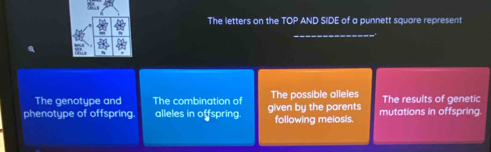 The letters on the TOP AND SIDE of a punnett square represent
_
aus
The genotype and The combination of The possible alleles The results of genetic
phenotype of offspring. alleles in offspring. given by the parents mutations in offspring.
following meiosis.