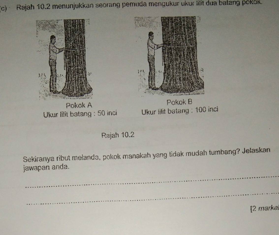 Rajah 10.2 menunjukkan seorang pemuda mengukur ukur lilit dua batang pokok. 
Pokok B 
Ukur lilit batang : 50 inci Ukur lilit batang : 100 inci 
Rajah 10.2 
Sekiranya ribut melanda, pokok manakah yang tidak mudah tumbang? Jelaskan 
_ 
jawapan anda. 
_ 
[2 markal