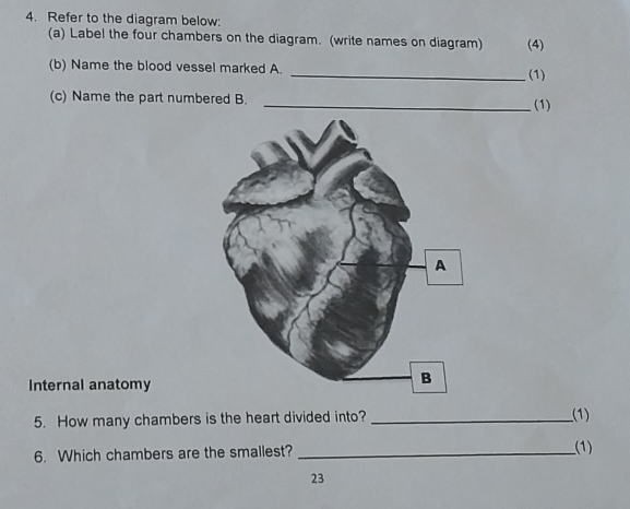 Solved: Refer to the diagram below: (a) Label the four chambers on the ...