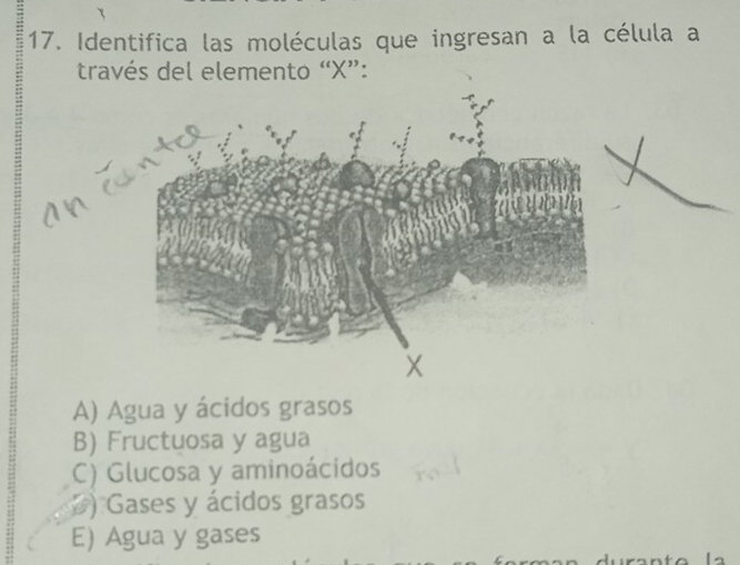 Identifica las moléculas que ingresan a la célula a
través del elemento “ X ”:
A) Agua y ácidos grasos
B) Fructuosa y agua
C) Glucosa y aminoácidos
) Gases y ácidos grasos
E) Agua y gases