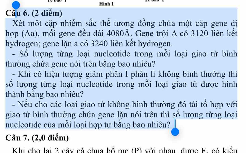 Hình 1 
Cầu 6. (2 điểm) 
Xét một cặp nhiễm sắc thể tương đồng chứa một cặp gene dị 
hợp (Aa), mỗi gene đều dài 4080Å. Gene trội A có 3120 liên kết 
hydrogen; gene lặn a có 3240 liên kết hydrogen. 
- Số lượng từng loại nucleotide trong mỗi loại giao tử bình 
thường chứa gene nói trên bằng bao nhiêu? 
- Khi có hiện tượng giảm phân I phân li không bình thường thì 
số lượng từng loại nucleotide trong mỗi loại giao tử được hình 
thành bằng bao nhiêu? 
- Nếu cho các loại giao tử không bình thường đó tái tổ hợp với 
giao tử bình thường chứa gene lặn nói trên thì sô lượng từng loại 
nucleotide của mỗi loại hợp tử bằng bao nhiêu? 
Câu 7. (2,0 điểm) 
Khi cho lai 2 cây cà chua bố me (P) với nhau, được F. có kiểu