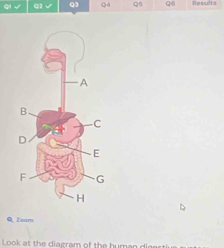 Zoam 
Look at the diagram of the human diges