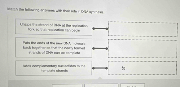 Match the following enzymes with their role in DNA synthesis.
Unzips the strand of DNA at the replication
fork so that replication can begin
Puts the ends of the new DNA molecule
back together so that the newly formed
strands of DNA can be complete
Adds complementary nucleotides to the
template strands