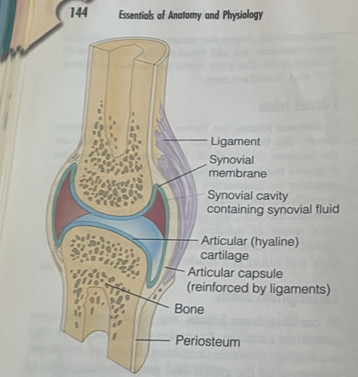 144 Essentials of Anatomy and Physiology