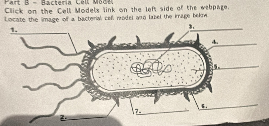 Bactería Cell Model 
Click on the Cell Models link on the left side of the webpage. 
Locate the image of a bacterial cell model and label the image below.