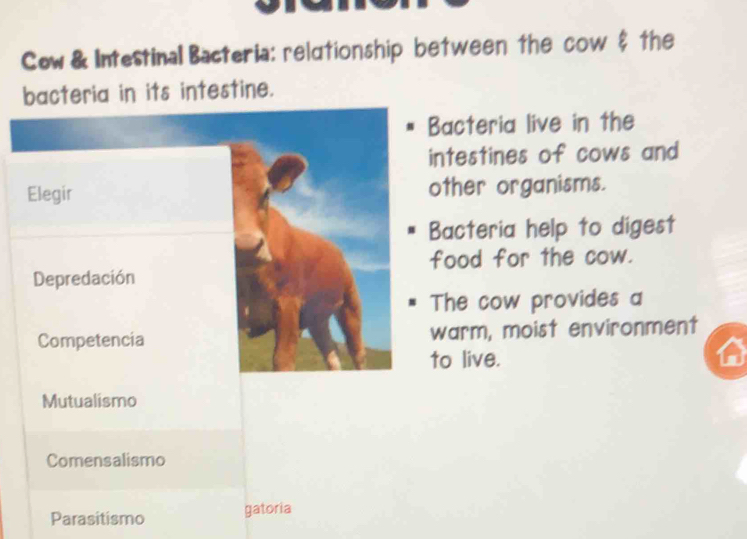 Cow & Intestinal Bacteria: relutionship between the cow & the
bacteria in its intestine.
Bacteria live in the
intestines of cows and
Elegir other organisms.
Bacteria help to digest
food for the cow.
Depredación
The cow provides a
Competencia warm, moist environment
to live.
Mutualismo
Comensalismo
Parasitismo gatoria