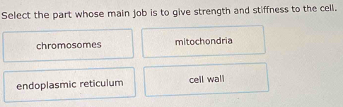 Select the part whose main job is to give strength and stiffness to the cell.
chromosomes mitochondria
endoplasmic reticulum cell wall