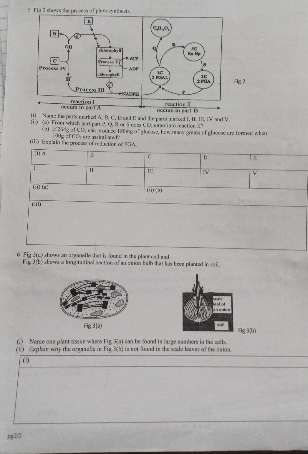 Fig 2 shows the process of photosynthesis.
 
 
Fig 2
occurs in part A
occurs in part B
(i) Name the parts marked A, B, C, D and E and the parts marked I, II, III, IV and V.
(ii) (a) From which part part P, Q, R or S does CO_2 enter into reaction II?
(b) If 264g of CO can produce 180mg of glucose, how many grams of glucose are formed when
100g of CO are assimilated?
(iii) Explain the process of reduction of PGA.
(i) A
B
C
D
E
1
II III IV v
(ii) (a) (ii) (b)
(iii)
6 Fig 3(a) shows an organelle that is found in the plant cell and
Fig 3(b) shows a longitudinal section of an onion bulb that has been planted in soil.
Fig 3(a)
Fig3(b)
(i) Name one plant tissue where Fig 3(a) can be found in large numbers in the cells.
(ii) Explain why the organelle in Fig 3( b) is not found in the scale leaves of the onion.
(i)
pg2/2