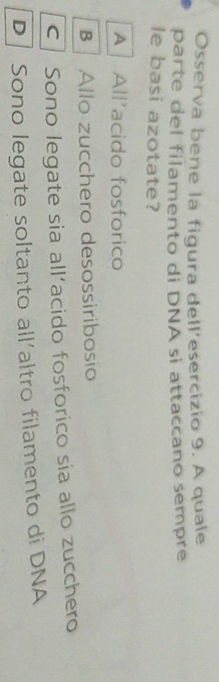 Osserva bene la figura dell’esercizio 9. A quale
parte del filamento di DNA si attaccano sempre
le basi azotate?
A All’acido fosforico
B Allo zucchero desossiribosio
c Sono legate sia all´acido fosforico sia allo zucchero
D | Sono legate soltanto all´altro filamento di DNA