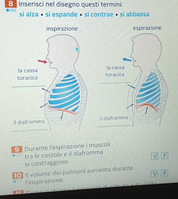 Inserisci nel disegno questi termini: 
si alza • si espande • si contrae • si abbassa 
9 Durante l'espirazione i muscoli 
tra le costole e il diaframma 
V F 
si contraggono. 
10 Il volume dei polmoni aumenta durante 
V F 
l'inspirazione.