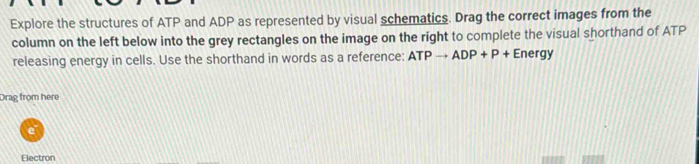 Solved: Explore the structures of ATP and ADP as represented by visual ...