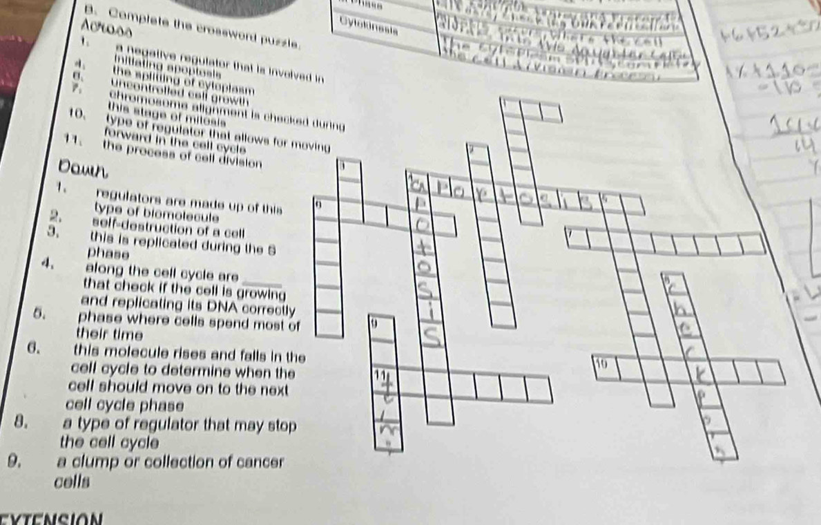 Cylokinesis 
B. Complete the crossword puzzle 
Across 
1 a negative regulator that is involved in 
initiating apoptosis 
4. the spliting of cyloplasm 
B. uncontrolled cell growth 
chromosome alignment is chec 
this stage of mitosis 
10. type of regulator that allows for 
forward in the cell cycle 
11. the process of cell division 
Down 
1 regulators are made up of this 
type of biomolecule 
2. self-destruction of a cell 
3. this is replicated during the S 
phase 
4. along the cell cycle are 
that check if the cell is growing 
and replicating its DNA correctl 
5. phase where cells spend most 
their time 
6. this molecule rises and falls in 
cell cycle to determine when th 
cell should move on to the next 
cell cycle phase 
8. a type of regulator that may sto 
the cell cycle 
9. a clump or collection of cancer 
cells 
Eytensión