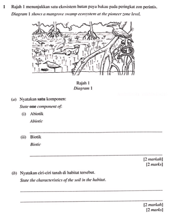 Rajah 1 menunjukkan satu ekosistem hutan paya bakau pada peringkat zon perintis. 
Diagram 1 shows a mangrove swamp ecosystem at the pioneer zone level. 
Diagram 1 
(a) Nyatakan satu komponen: 
State one component of: 
(i) Abiotik 
Abiotic 
_ 
(ii) Biotik 
Biotic 
_ 
[2 markah] 
[2 marks] 
(b) Nyatakan ciri-ciri tanah di habitat tersebut. 
State the characteristics of the soil in the habitat. 
_ 
_ 
[2 markah] 
[2 marks]