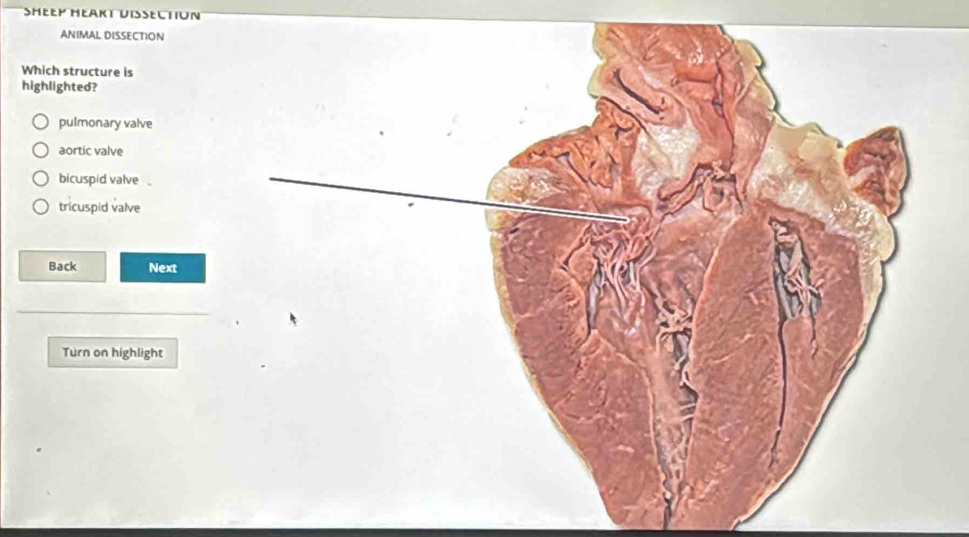 SHEEP HEAKT UISECTION
ANIMAL DISSECTION
Which structure is
highlighted?
pulmonary valve
aortic valve
bicuspid valve
tricuspid valve
Back Next
Turn on highlight