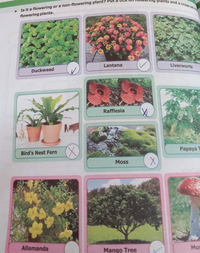 Solved: Is it a flowering or a non-flowering plant? Put a tick on nowering  plants and a cross on m [Biology]