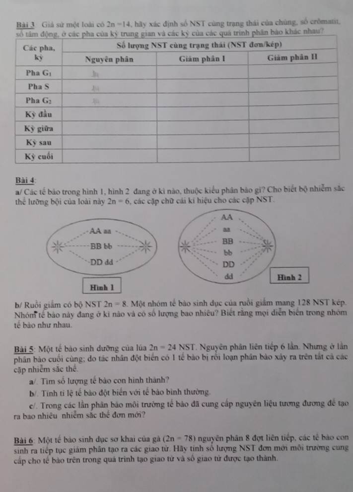 Giả sử một loài có 2n=14 , hãy xác định số NST cùng trạng thái của chúng, số crômatit,
hác nhau?
Bài 4
a/ Các tế bảo trong hình 1, hình 2 đang ở kì nào, thuộc kiểu phân bảo gì? Cho biết bộ nhiễm sắc
thể lưỡng bội của loài này 2n=6 5, các cặp chữ cái kí hiệu cho các cặp NST.
b/ Ruồi giắm có bộ NST 2n=8 Một nhóm tế bào sinh dục của ruồi giảm mang 128 NST kép.
Nhóm tế bảo này đang ở kì nào và có số lượng bao nhiêu? Biết rằng mọi diễn biến trong nhóm
tế bào như nhau.
Bài 5: Một tế bào sinh dưỡng của lúa 2n=24NST *. Nguyên phân liên tiếp 6 lần. Nhưng ở lần
phân bảo cuối cùng; do tác nhân đột biển có 1 tế bào bị rối loạn phân bảo xảy ra trên tắt cả các
cặp nhiễm sắc thể.
a/. Tìm số lượng tế bào con hình thành?
b/. Tính tỉ lệ tế bào đột biến với tế bào bình thường.
c/. Trong các lần phân bảo môi trường tế bảo đã cung cấp nguyên liệu tương đương để tạo
ra bao nhiêu nhiễm sắc thể đơn mới?
Bài 6: Một tế bào sinh dục sơ khai của gà (2n=78) nguyên phân 8 đợt liên tiếp, các tế bào con
sinh ra tiếp tục giảm phân tạo ra các giao tử. Hãy tính số lượng NST đơn mới môi trường cung
cấp cho tế bào trên trong quá trình tạo giao tử và số giao tử được tạo thành.