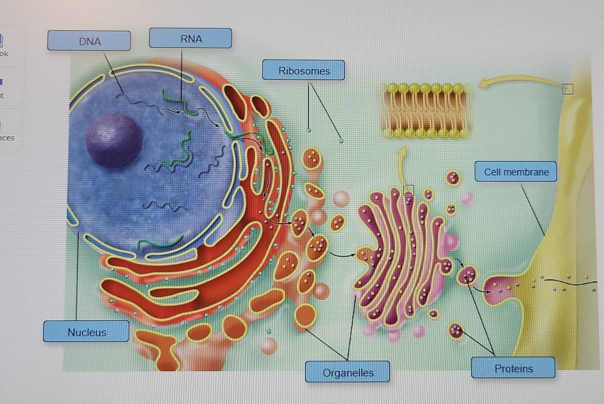 DNA RNA 
ok 
ces