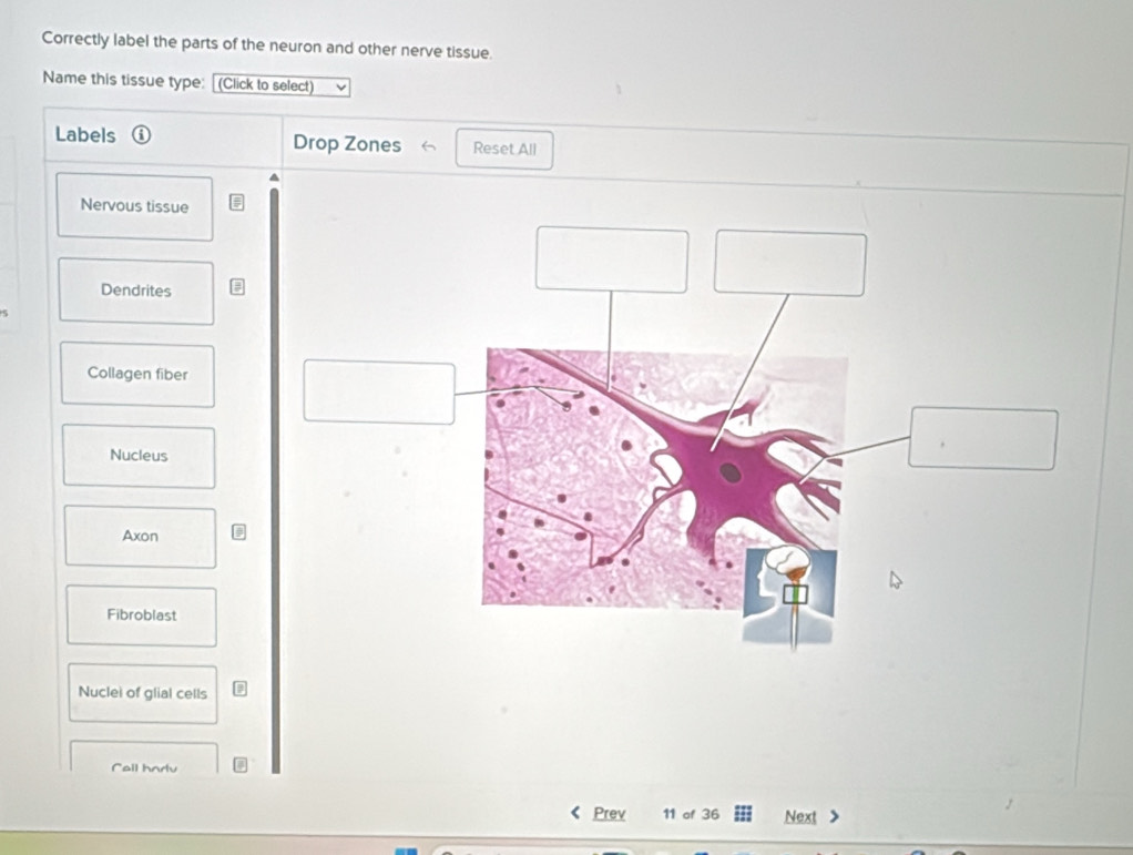 Solved: Correctly label the parts of the neuron and other nerve tissue ...