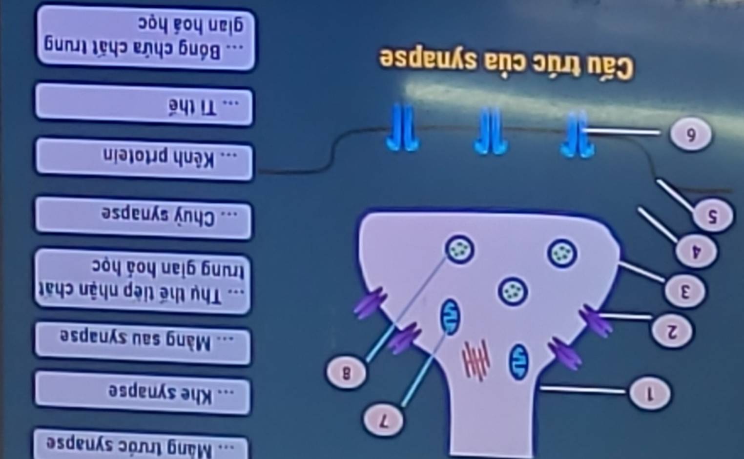 Màng trước synapse 
7 
_... Khe synapse 
8 
2 
_Màng sau synapse 
3 ... Thụ thế tiếp nhận chất 
a 
trung gian hoá học 
4 
5 _Chuỳ synapse 
_Kênh prtotein 
6 
_Ti thể 
Cấu trúc của synapse _.. Bóng chứa chất trung 
gian hoá học