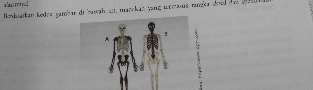 alasannya! 
Berdasarkan kedua gambar di bawah ini, manakah yang termasuk rangka aksial dan apendkul.